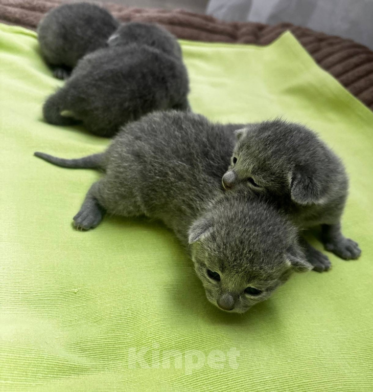 Кошки в Челябинске: продам Разнополые, 100 000 руб. - фото 2