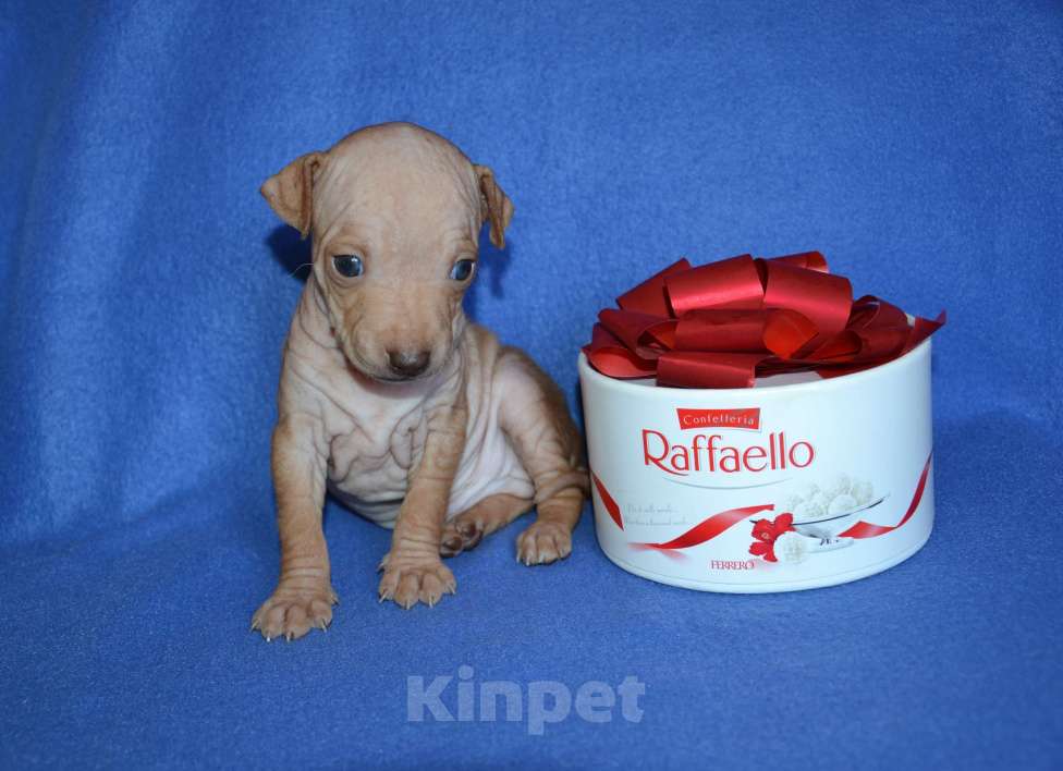 Собаки в Москве: Щенки американского голого терьера  Мальчик, 30 000 руб. - фото 5