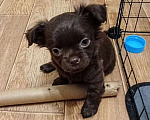 Собаки в Самаре: Чихуахуа шоколадные щенки Мальчик, 45 000 руб. - фото 3