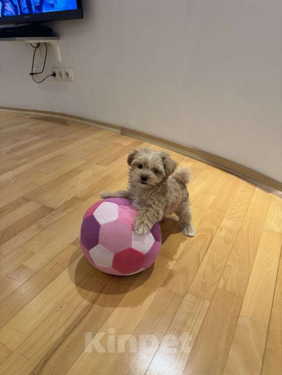 Собаки в Екатеринбурге: Щенок Мальтипу девочка ф1 Девочка, 95 000 руб. - фото 4