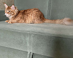 Кошки в Москве: Добрейший кот в поиске любви и мягкого дивана Мальчик, 5 000 руб. - фото 1