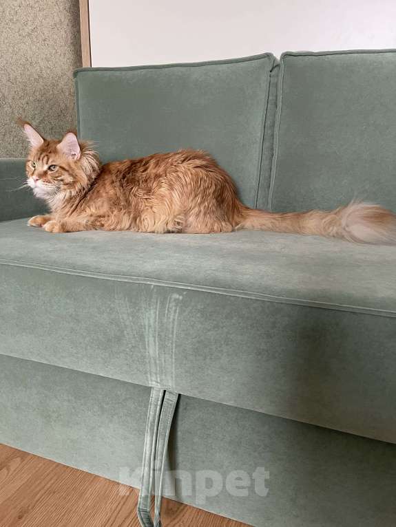 Кошки в Москве: Добрейший кот в поиске любви и мягкого дивана Мальчик, 5 000 руб. - фото 1