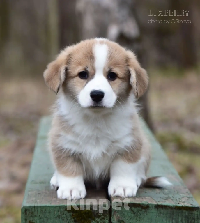 Собаки в Санкт-Петербурге: Вельш Корги Пемброк Мальчик, Бесплатно - фото 1