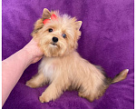 Собаки в Москве: Йорк мини девочка рыжая голубоглазая Девочка, 95 000 руб. - фото 6
