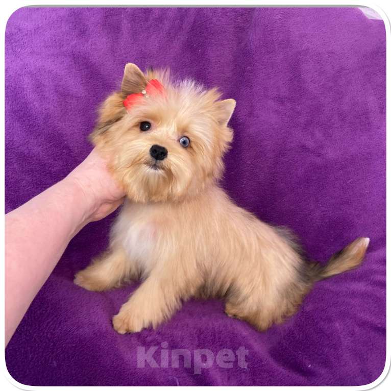Собаки в Москве: Йорк мини девочка рыжая голубоглазая Девочка, 95 000 руб. - фото 6