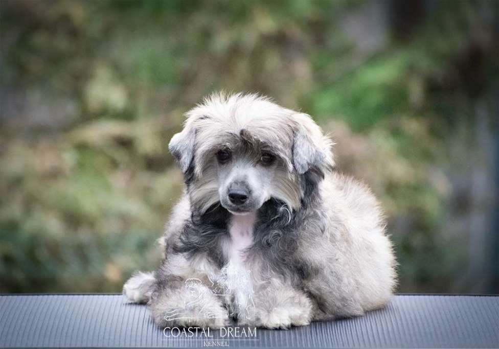 Собаки в Москве: Китайская Хохлатая Собака, пуховая девочка Девочка, 25 000 руб. - фото 1