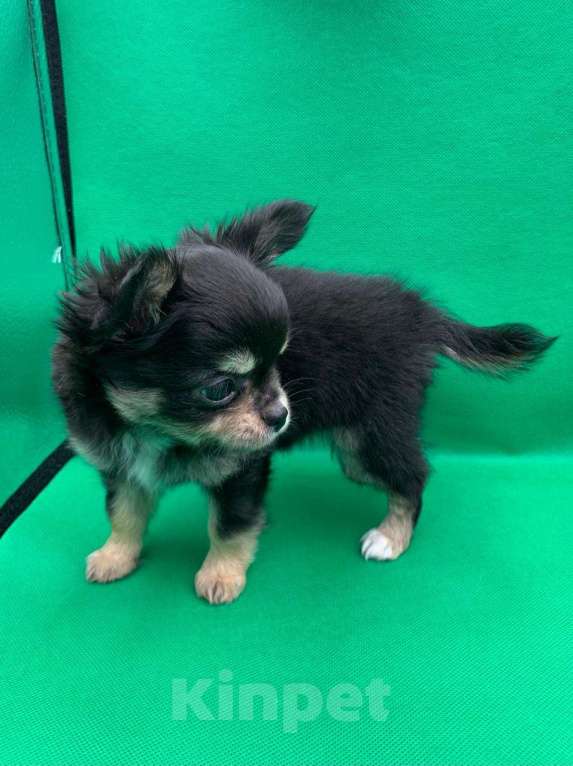 Собаки в Москве: Щенок чихуахуа, мальчик, длиношерстный.  Мальчик, 70 000 руб. - фото 3