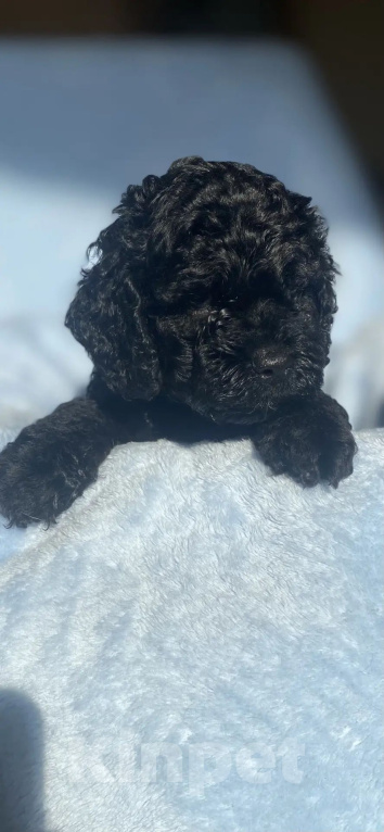 Собаки в Челябинске: Кокапу щенок Мальчик, 65 000 руб. - фото 5