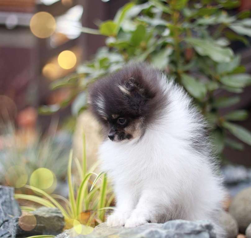 Собаки в Новосибирске: Мальчик триколор Мальчик, Бесплатно - фото 2