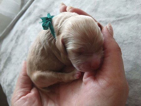 Щенки кокер спаниеля