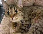 Кошки в Москве: Полосатый котенок Шуша Девочка, Бесплатно - фото 1