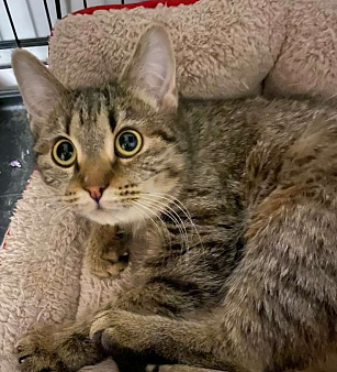 Полосатый котенок Шуша