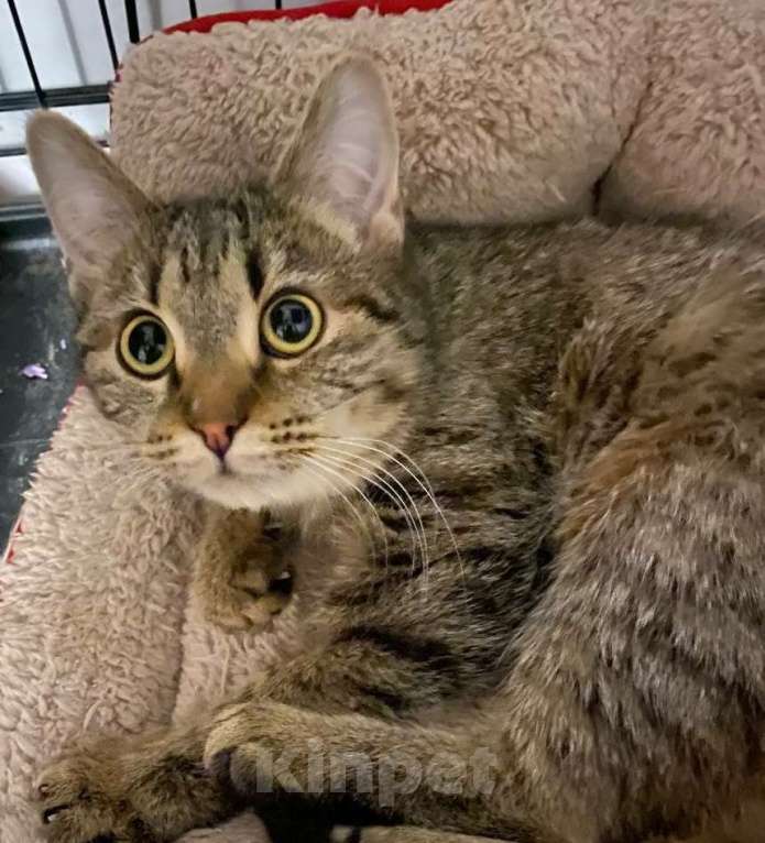 Кошки в Москве: Полосатый котенок Шуша Девочка, Бесплатно - фото 1