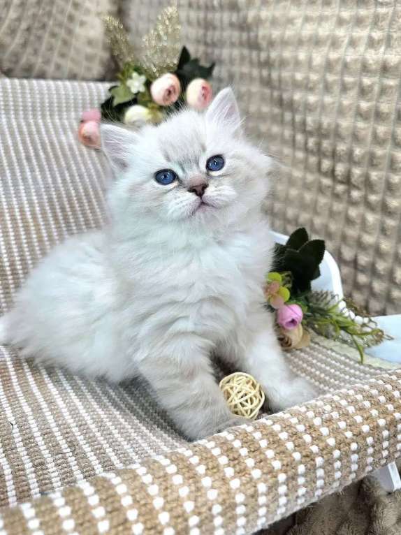 Кошки в Москве: Baron порода Невская маскарадная Мальчик, Бесплатно - фото 2