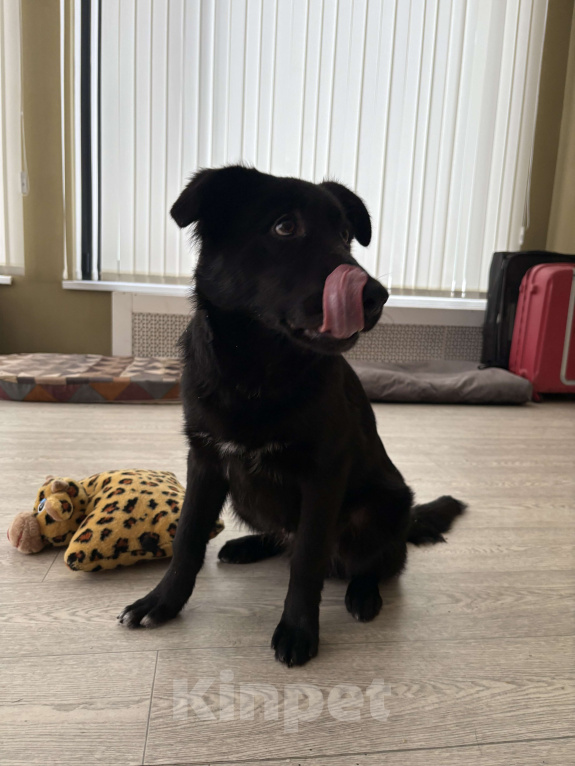 Собаки в Москве: Обаятельный Джерик ищет дом!  Мальчик, Бесплатно - фото 9