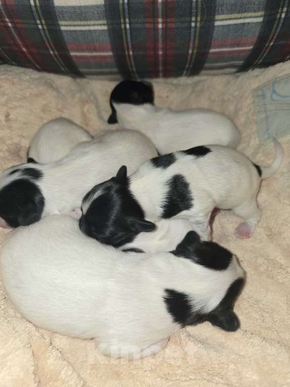 Собаки в других городах Московской области: Щенок Папиллон с родословной  Девочка, Бесплатно - фото 6