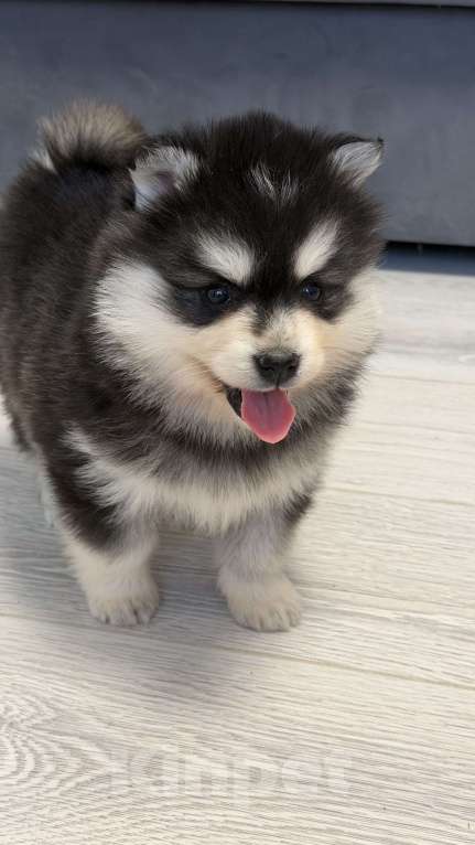 Собаки в Санкт-Петербурге: Девочка помски Девочка, 60 000 руб. - фото 2