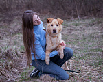 Собаки в Москве: Собака-компаньон в добрые руки! Мальчик, Бесплатно - фото 4