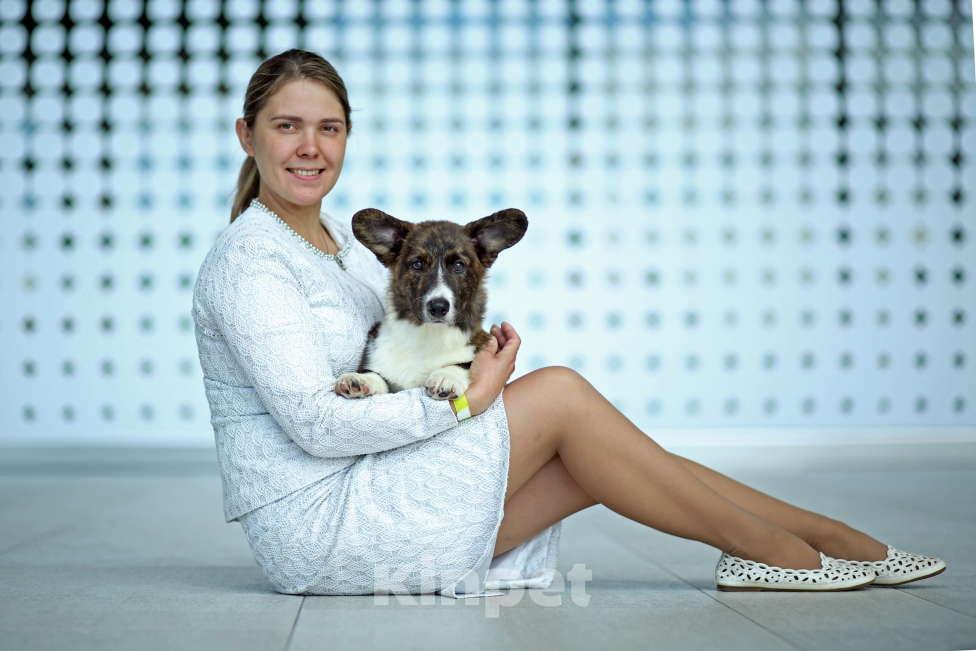 Собаки в Санкт-Петербурге: Вельш-Корги Кардиган, щенок Мальчик, Бесплатно - фото 4