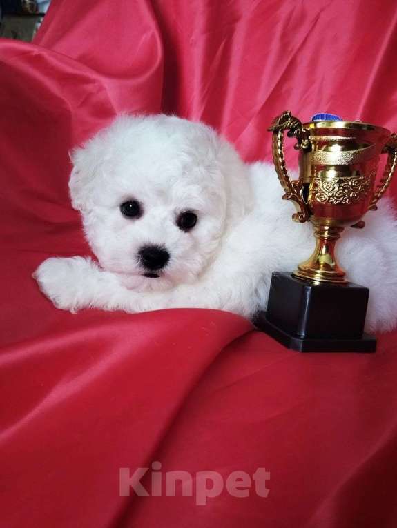 Собаки в Нижнем Новгороде: Девочка Бишон-фризе с документами. Девочка, 80 000 руб. - фото 2