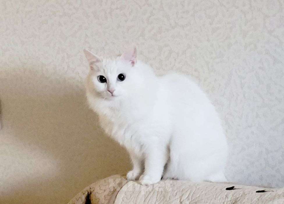 Кошки в Долгопрудном: Мира ищет новую семью Девочка, 100 руб. - фото 1