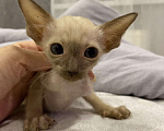 Кошки в Краснодаре: Ориентальный котенок Девочка, Бесплатно - фото 9