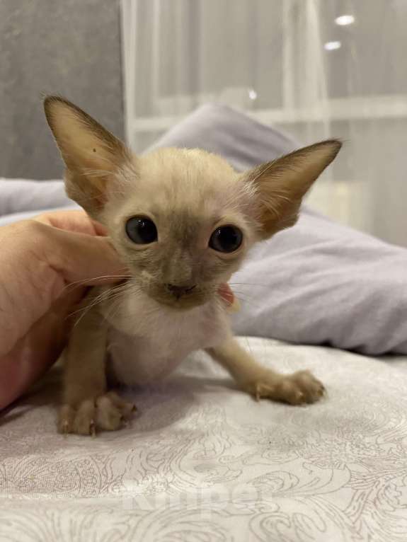 Кошки в Краснодаре: Ориентальный котенок Девочка, Бесплатно - фото 9