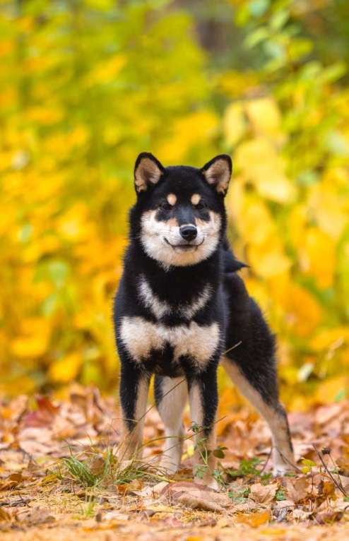 Собаки в Нижнем Новгороде: Duchessa сибочка Девочка, 40 000 руб. - фото 2