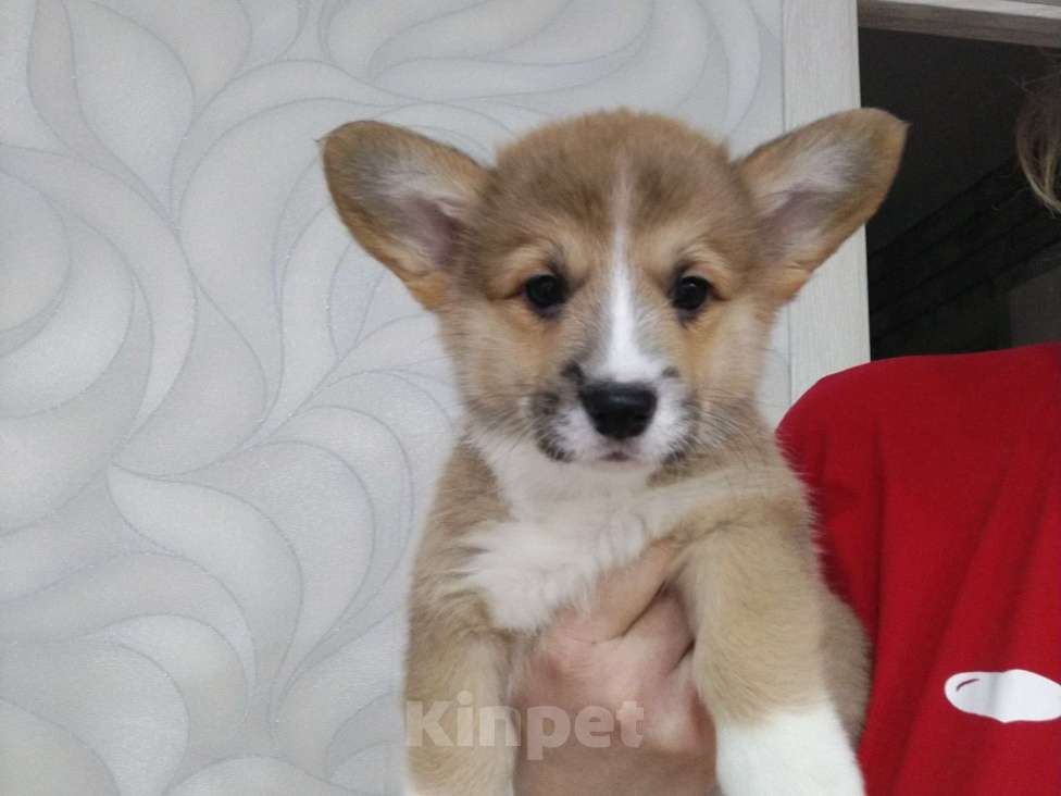 Собаки в Волгодонске: малыши в продаже Мальчик, Бесплатно - фото 6