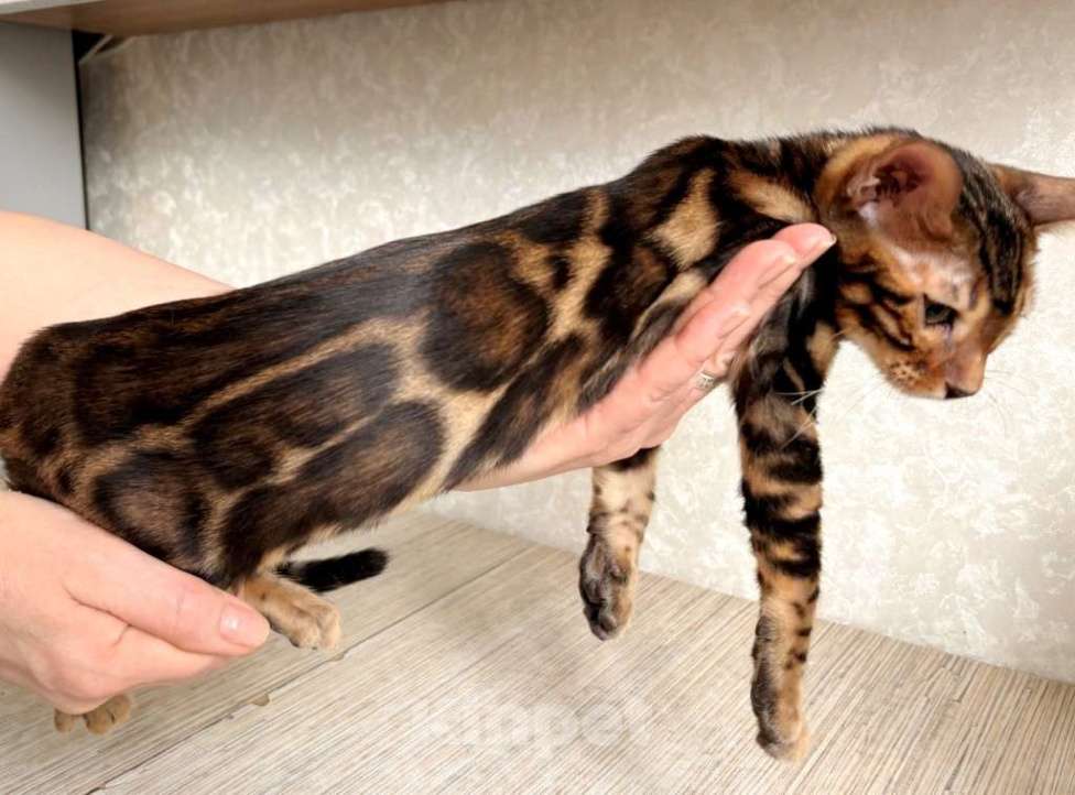 Кошки в Москве: Клубные бенгальские котята - мальчик Мальчик, 55 000 руб. - фото 2