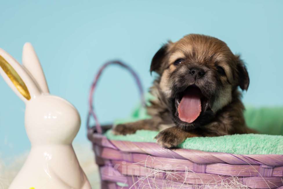 Собаки в Москве: Чихуахуа Мальчик, 50 000 руб. - фото 7