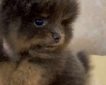 Собаки в Санкт-Петербурге: Померанский шпиц мальчики мини Мальчик, 40 000 руб. - фото 3