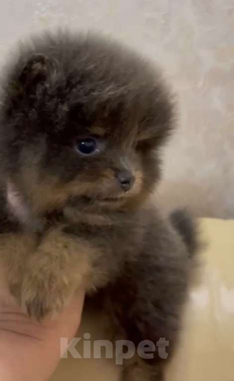 Собаки в Санкт-Петербурге: Померанский шпиц мальчики мини Мальчик, 40 000 руб. - фото 3