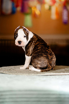 Яркий уютный Сахарок для самого любящего сердца.