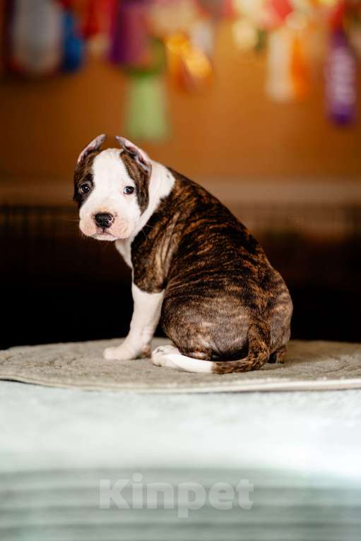 Собаки в Москве: Яркий уютный Сахарок для самого любящего сердца. Мальчик, 100 000 руб. - фото 1