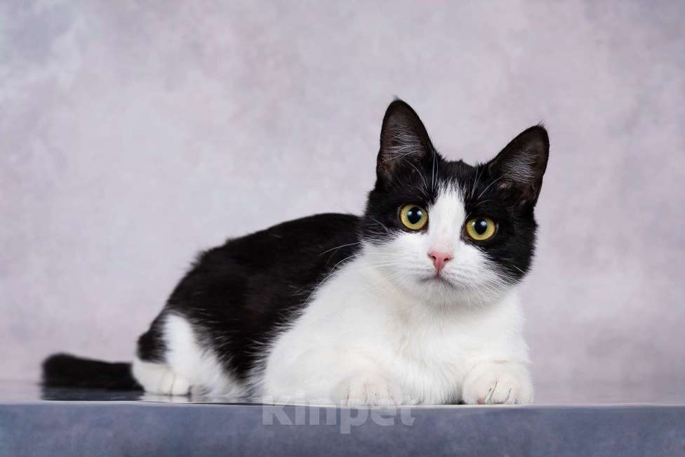 Кошки в Москве: Грациозность и любопытство– знакомьтесь, Мася! Девочка, 1 руб. - фото 3