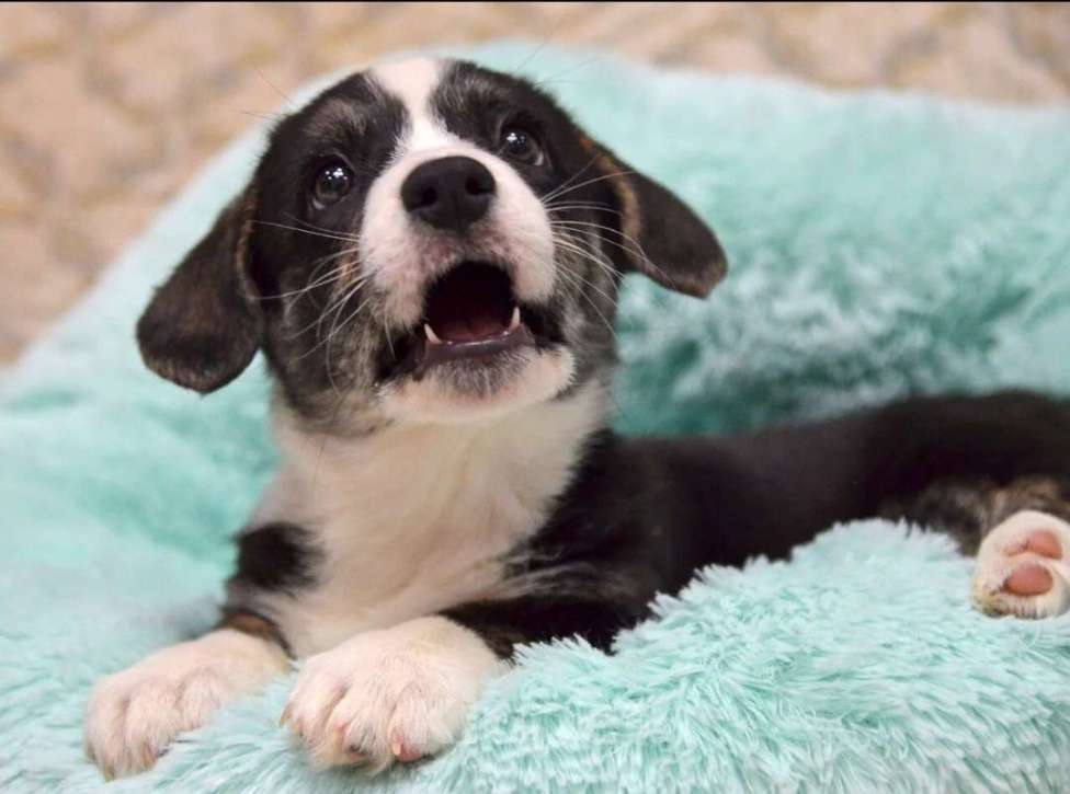 Собаки в Москве: Мэдисон Вельш-корги-кардиган  Девочка, 40 000 руб. - фото 2