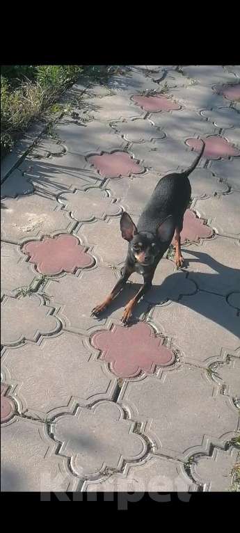 Собаки в Краснодаре: Метис девочка мини русский той и американский мини той терьер.  Девочка, 10 000 руб. - фото 8