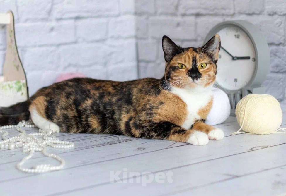 Кошки в Москве: Шери ищет дом  Девочка, Бесплатно - фото 4