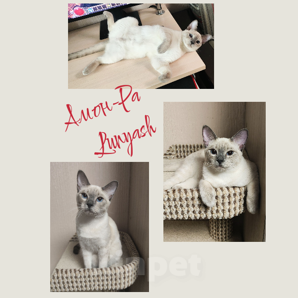 Кошки в Санкт-Петербурге: Лунный мальчик с солнечным именем - Амон-Ра Мальчик, 37 000 руб. - фото 1