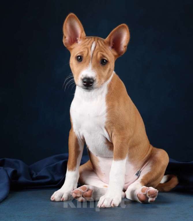 Собаки в Санкт-Петербурге: Щенок басенджи Девочка, Бесплатно - фото 3