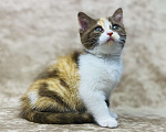Кошки в Люберцах: Британский котенок Девочка, 70 000 руб. - фото 2