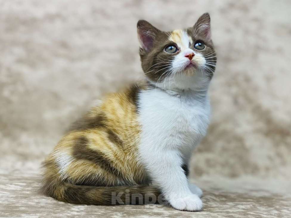 Кошки в Люберцах: Британский котенок Девочка, 50 000 руб. - фото 2
