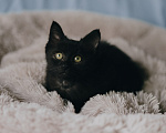 Кошки в Клине: Крошик — трогательный и нежный котёнок Мальчик, Бесплатно - фото 1