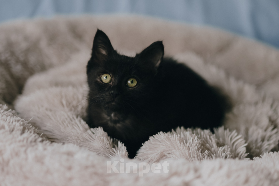 Кошки в Клине: Крошик — трогательный и нежный котёнок Мальчик, Бесплатно - фото 1