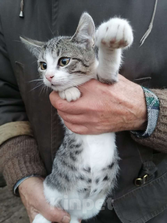 Кошки в Москве: Котенок мальчик в добрые руки Мальчик, Бесплатно - фото 2