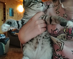 Кошки в Самаре: Шотландская девочка котенок Девочка, 1 500 руб. - фото 2
