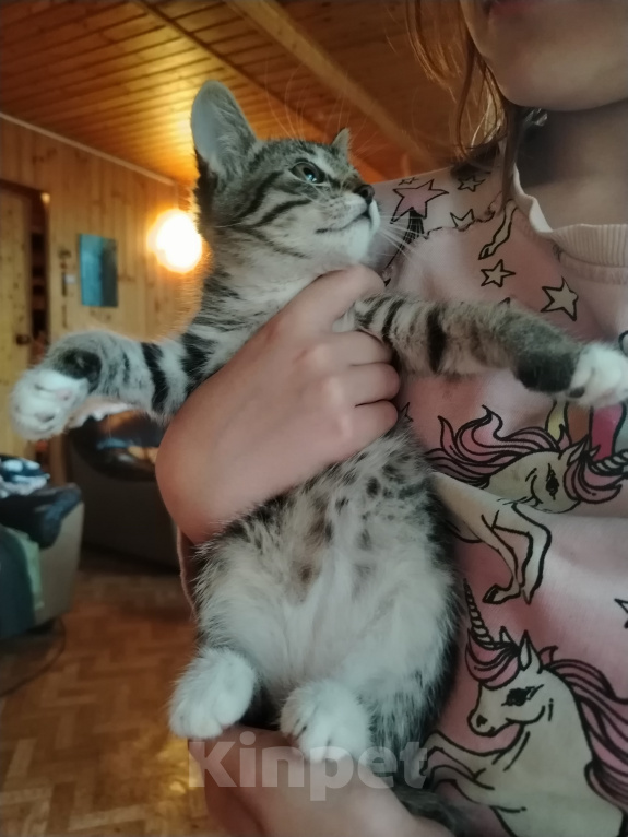 Кошки в Самаре: Шотландская девочка котенок Девочка, 1 500 руб. - фото 2