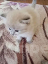 Кошки в Екатеринбурге: Котёнок Невская маскарадная  Мальчик, 15 000 руб. - фото 1