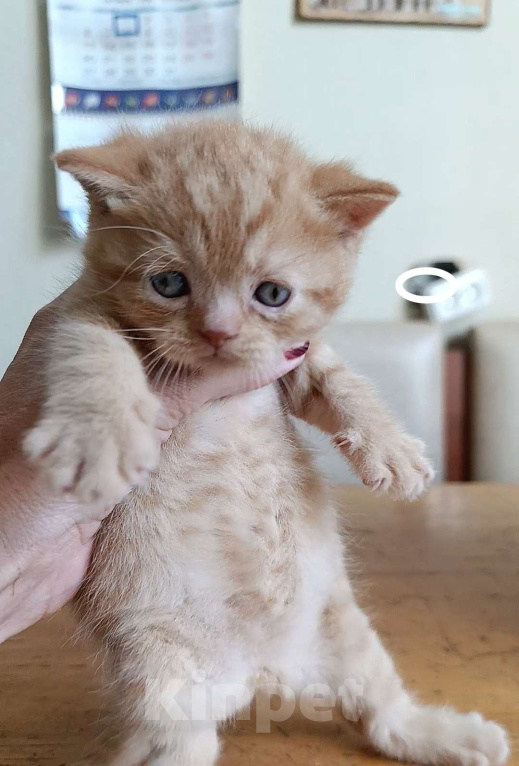 Кошки в Санкт-Петербурге: Рыжее счастье. Британский котик Мальчик, 50 000 руб. - фото 3